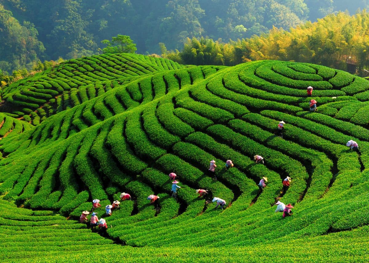 Assam & Meghalaya